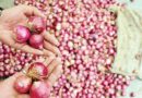 Onion prices fall 1600 in two days in lasalgaon mandi, retail prices may fall soon | प्याज का थोक भाव दो दिन में 1600 रुपये गिरा, देखिए कब तक सस्ती होगी आपकी थाली