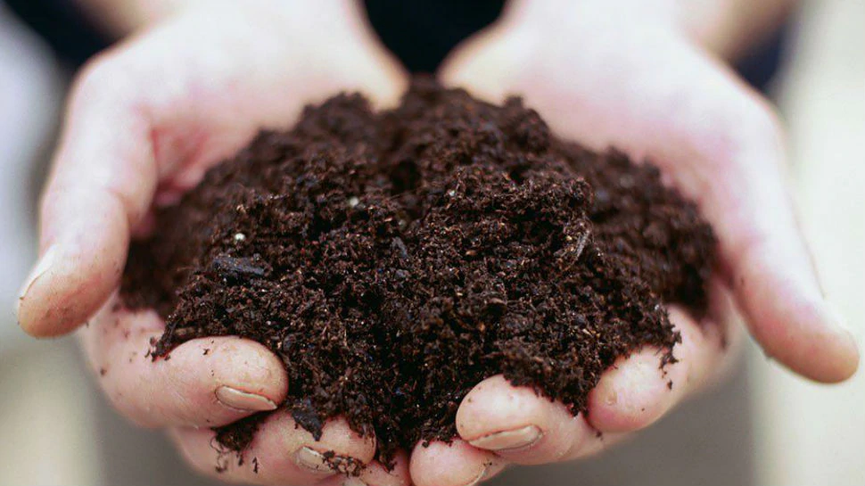 [know about home remedies of black soil for skin and pain] | [काली मिट्टी का लेप इन बीमारियों के लिए है कारगर, जानें कैसे]