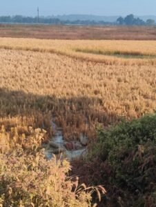 Dead body of a young man found in a field