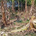 Wild elephant herd damaging banana crops in Kopasingha village