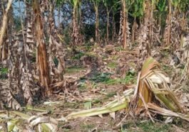 Wild elephant herd damaging banana crops in Kopasingha village