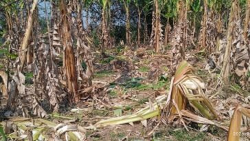 Wild elephant herd damaging banana crops in Kopasingha village