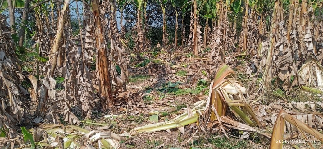 Wild elephant herd damaging banana crops in Kopasingha village
